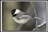 _MG_4473c .jpg -  MSANGE  TTE NOIRE  /  BLACK- CAPPED CHICKADEE