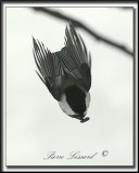 _MG_4584a .jpg -  MSANGE  TTE NOIRE  /  BLACK- CAPPED CHICKADEE