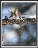 QUE TOMBE LA NEIGE  /  FALLING SNOW   /      _MG_9123a  -  SIZERIN FLAMM  -  COMMON REDPOLL