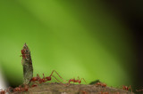 Leafcutter ants (3/4)