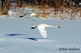 Pair of Swans