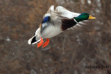 Mallard taking off