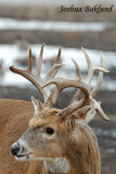 Non-typical whitetail