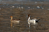 Pair of Pintails