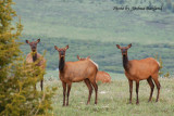 Elk