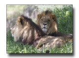 Pair of Lions.jpg