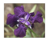 IRIS 11.jpg