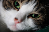 20080907 - Meow