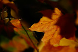 20081002 - Leaves