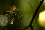 20081026 - Incy