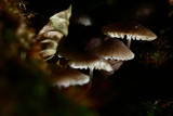 20081026 - Shrooms