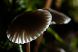 20081026 - Shrooms