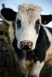 20081026 - Coo
