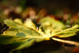 20081101 - Leaf