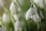 20090215 - Snowdrop
