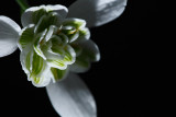 20090228 - Snowdrop