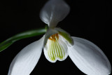 20090228 - Snowdrop