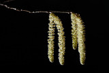 20090228 - Catkins