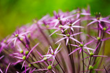 20100704 - Purple Planet