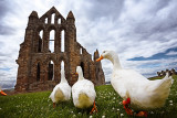 20100705 - Flocking to the Abbey