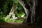 20100706 - Tree on Henrys Island