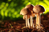 20100814 - Fungus