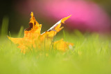 20100906 - Autumn on the Lawn