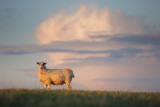 20121013 - Sheep on a Hill
