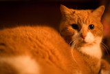 20080304 - Pusska