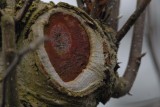red eye