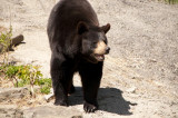 beren - bears - ours