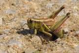 grasshopper - sprinkhaan