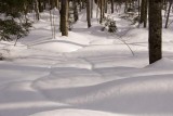 DSC_6515 sneeuwlandschap in bos