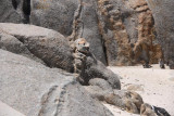 child watching pinguins