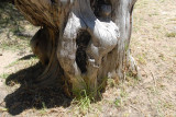 female forms