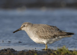 Kanoet -Red Knot