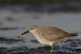 Kanoet -Red Knot