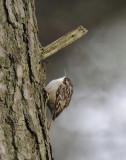 Boomkruiper -Short-toed Treecreeper