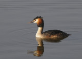 Fuut -Great Crested Grebe