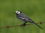 Witte kwikstaart -Pied Wagtail