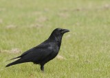 Zwarte kraai-Carrion Crow