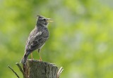 Kuifleeuwerik -Crested Lark