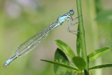 lantaarntjes-Bleu tailed  Damselfly