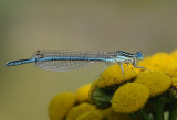 Blauwe breedscheenjuffer-White-legged Damselfly