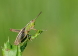 Krasser-Meadow grasshopper