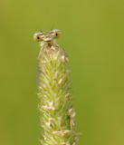 Blauwe breedscheenjuffer-White-legged Damselfly