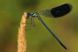 Weidebeekjuffer-Banded Demoiselle