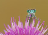 lantaarntjes-Bleu tailed  Damselfly