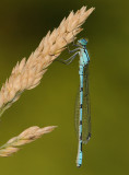 Watersnuffel-Common Bleu Damselfly