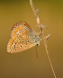 Icarusblauwtje-Common blue